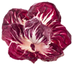 Radiccio achicoria